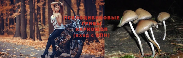 мяу мяу кристалл Корсаков